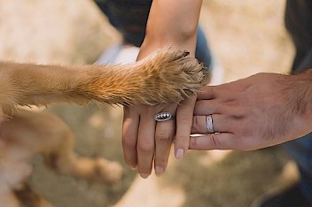 Dog vet at Acupet Veterinary Care in Hudson, FL