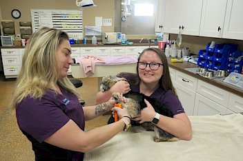 Our veterinary team at Acupet Veterinary Care in Hudson, FL